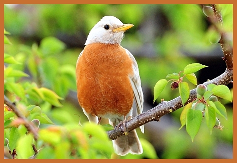 White Robin