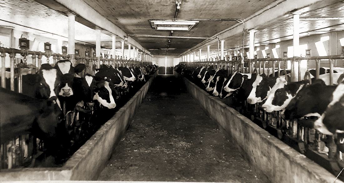 Mount Vernon Farms