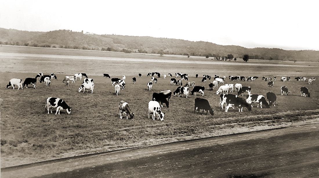 Mount Vernon Farm