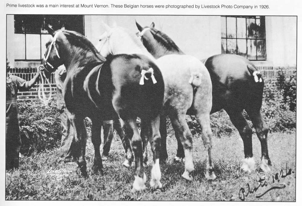 Mount Vernon Dairy